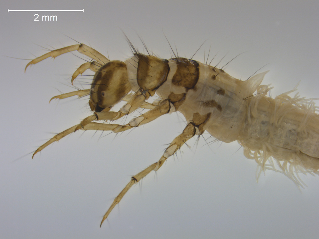 Limnephilus nigriceps